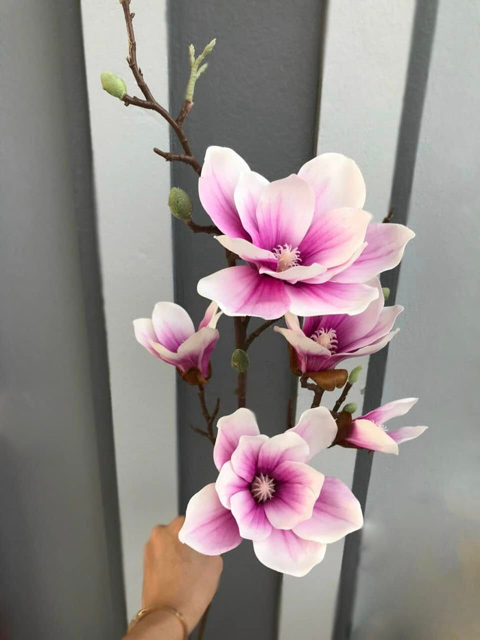 Chơi hoa mộc lan thành hot trend cận Tết, khách hàng chẳng ngại bỏ tiền triệu để rinh về Ảnh 2