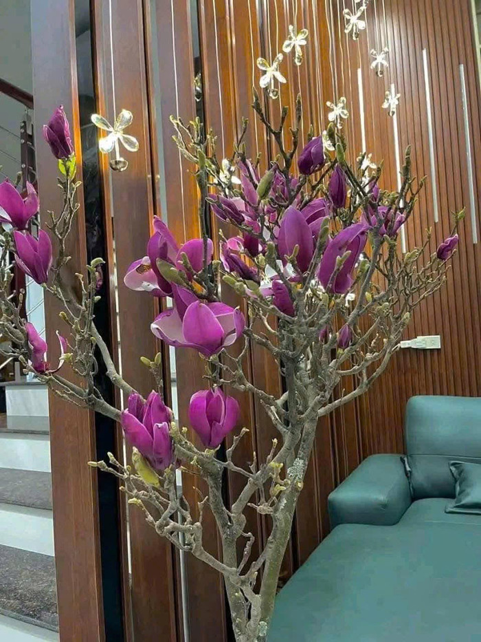 Hoa mộc lan thành hot trend cận Tết, bên cạnh hoa đào, hoa mai. (Ảnh FB Quỳnh Hoa)