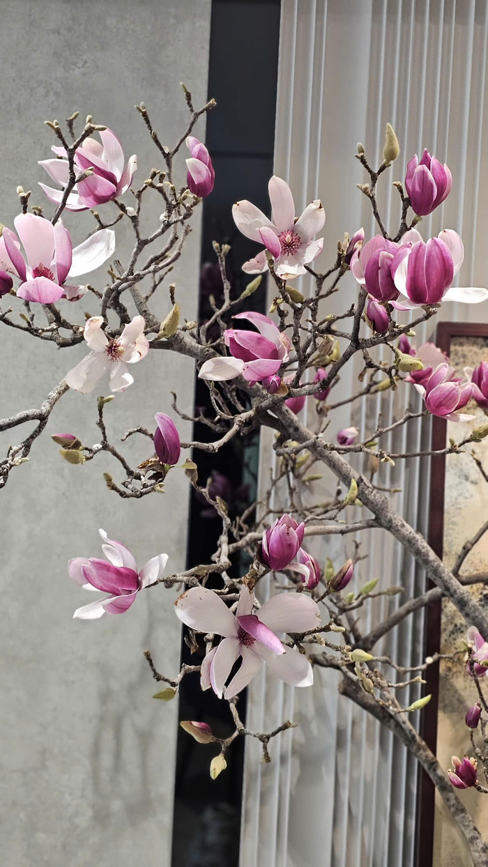 Chơi hoa mộc lan thành hot trend cận Tết, khách hàng chẳng ngại bỏ tiền triệu để rinh về Ảnh 3