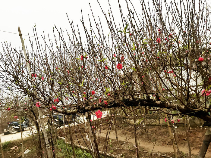 Cành đào huyền đã có hoa nở và được dự báo hoa sẽ nở rộ vào dịp Tết. (Ảnh NVCC)