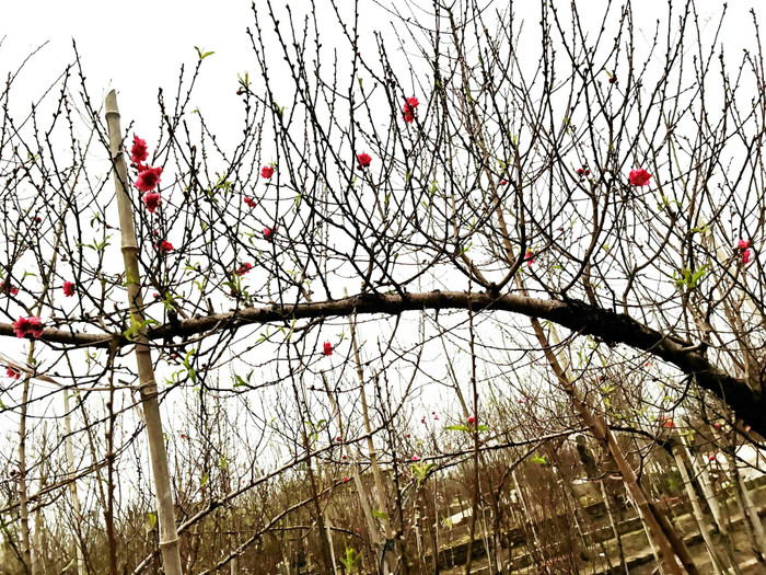 10 triệu đồng cho một cành đào huyền chơi Tết, khách tấp nập đến Nhật Tân hỏi mua Ảnh 2