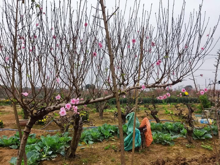 Đào dáng huyền được nhiều khách hàng ưa thích. (Ảnh NVCC)