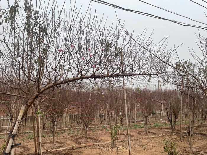 Cành đào huyền có giá 10 triệu đồng, miễn phí công vận chuyển được chủ vườn rao bán. (Ảnh NVCC)