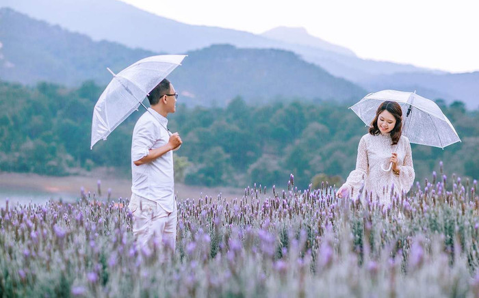 Tết này, đừng bỏ lỡ thiên đường 'sống ảo' tại cánh đồng hoa oải hương lớn nhất Đà Lạt Ảnh 2