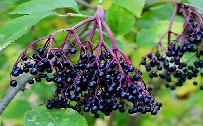 Loại cây mọc hoang ở Việt Nam được xem là 'thần dược' trong nghiên cứu Mỹ Ảnh 2