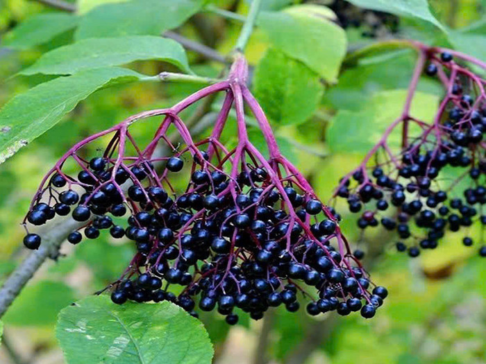 Loại cây mọc hoang ở Việt Nam được xem là 'thần dược' trong nghiên cứu Mỹ Ảnh 1