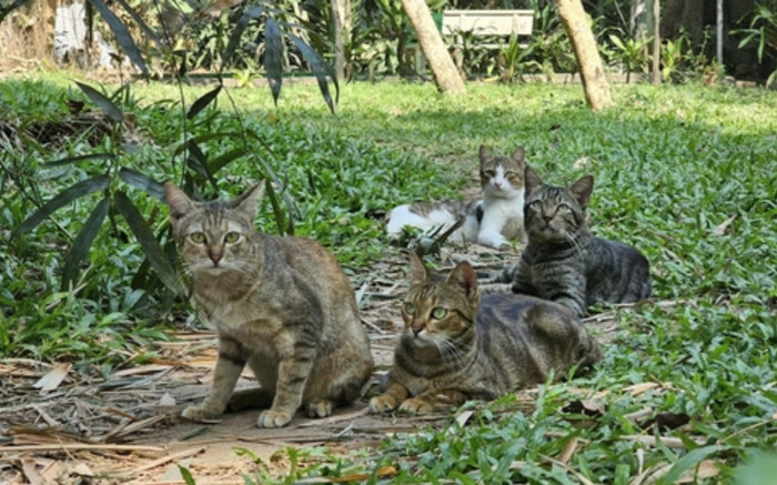 Chủ tài khoản 'Hanh Nha Meo' xin lỗi Thảo Cầm Viên Sài Gòn về thông tin 'cá sấu ăn mèo hoang' Ảnh 2