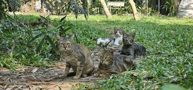 Những chú mèo hoang thường xuất hiện trong Thảo Cầm Viên. Ảnh: Thảo Cầm Viên