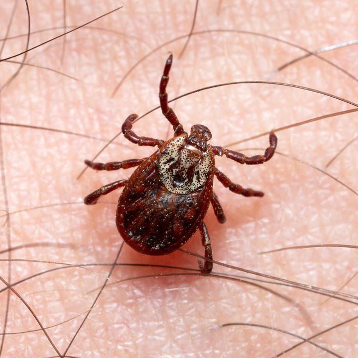 Một loại virus mới lây truyền qua bọ ve, tạm gọi là virus Xue-Cheng (XCV)