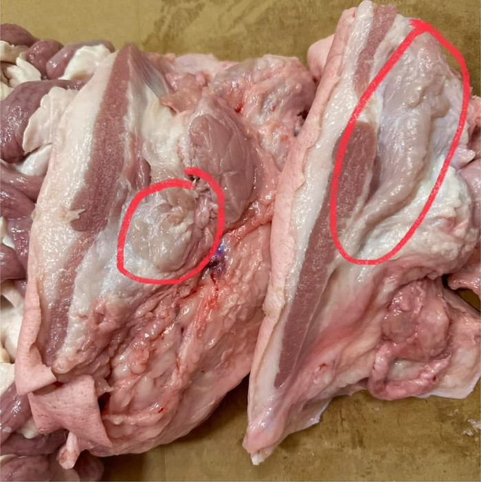 Thịt lợn chứa hạch có thể là do viêm nhiễm hoặc sán.