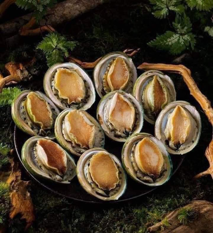 Bào ngư viền xanh Úc - quà biếu sang xịn dịp Tết, giá 2 triệu/kg vẫn đông khách mua Ảnh 1