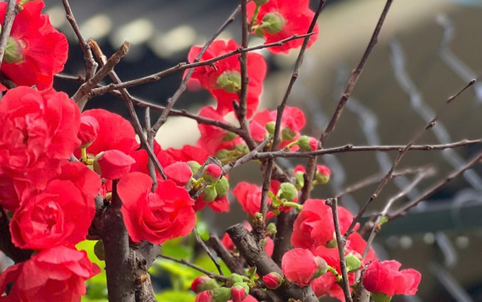 Mai đỏ tượng trưng tài lộc, giá mềm hút khách mua cận Tết Ảnh 2