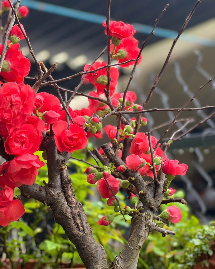 Mai đỏ tượng trưng tài lộc, giá mềm hút khách mua cận Tết Ảnh 3