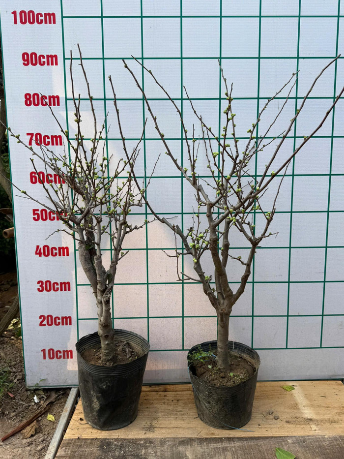 Cây mai đỏ biểu tượng cho mùa xuân, báo hiệu một năm mới với nhiều may mắn, ý nghĩa, tài lộc đầy nhà. (Ảnh NVCC)