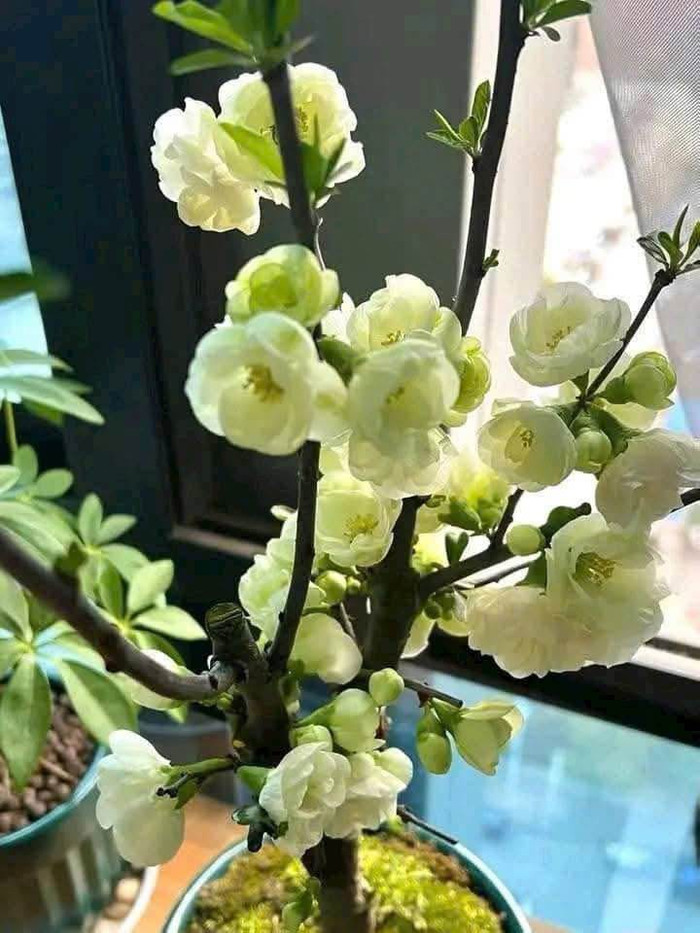 Mai đỏ tượng trưng tài lộc, giá mềm hút khách mua cận Tết Ảnh 5