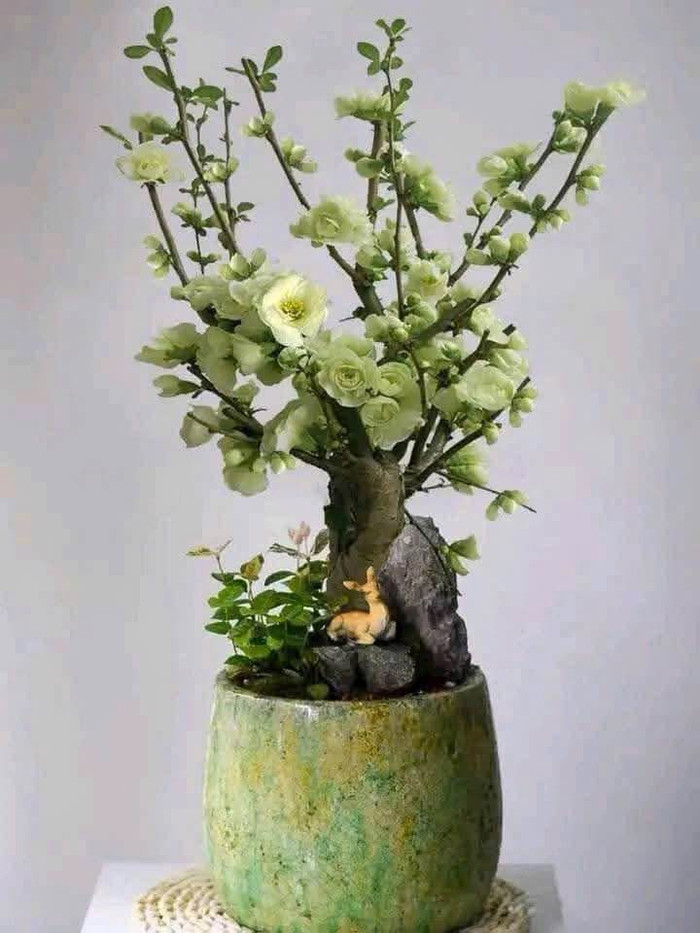 Mai xanh cũng được bày bán cùng với mai đỏ. (Ảnh NVCC)