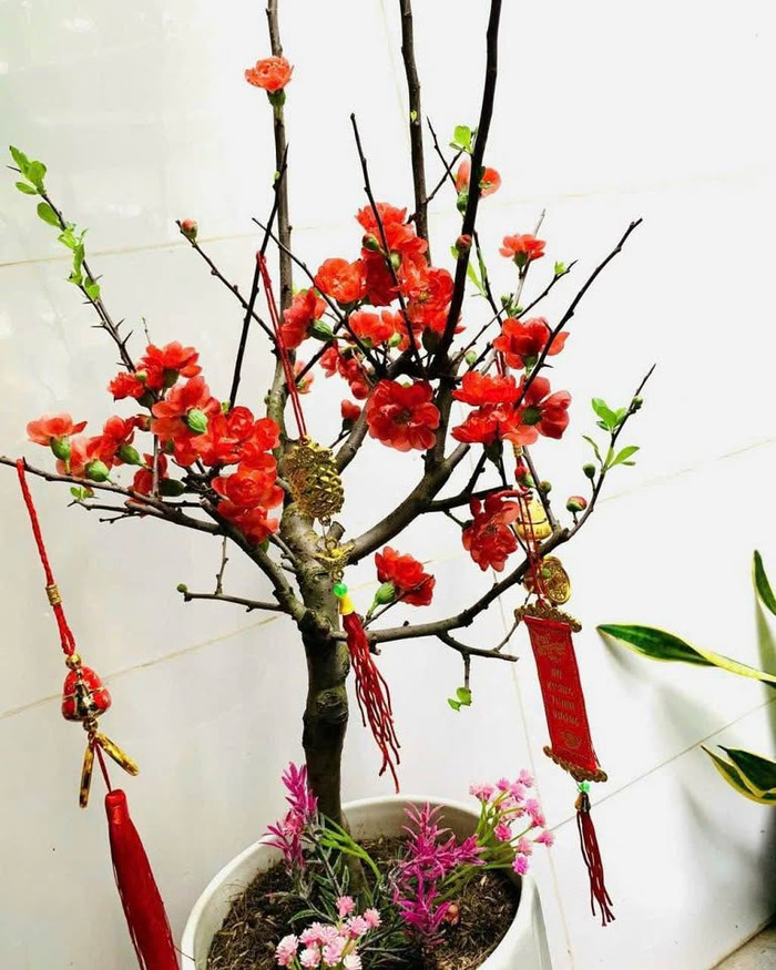 Cây mai đỏ được bán nhiều tại các chợ hoa Hà Nội, Vĩnh Phúc, Đà Lạt...(Ảnh NVCC)