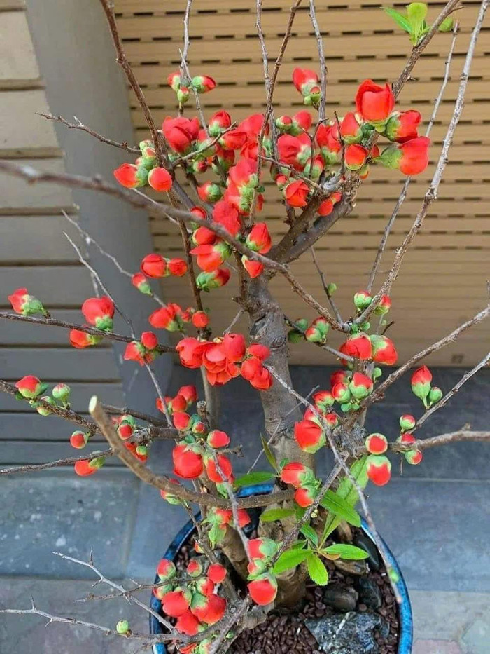 Mai đỏ tượng trưng tài lộc, giá mềm hút khách mua cận Tết Ảnh 7