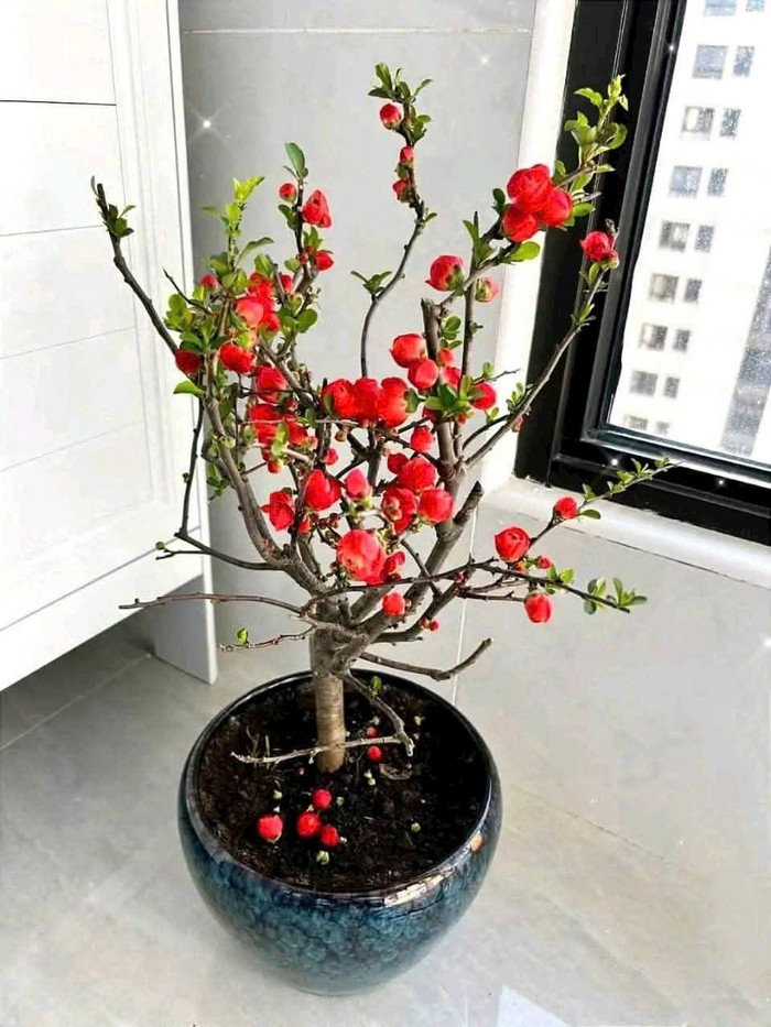 Mai đỏ tượng trưng tài lộc, giá mềm hút khách mua cận Tết Ảnh 2