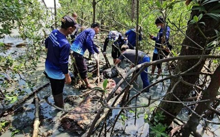 Rủ nhau đi đánh cá, dân làng hoảng sợ trước con 'thủy quái' trôi dạt vào sông Ảnh 2