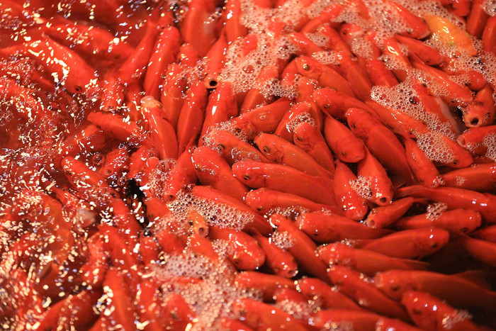 Cá chép vàng loại đẹp dao động từ 150.000 đến 160.000 đồng/kg