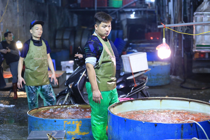 Các lồng cá chép vàng cỡ lớn sẵn sàng phục vụ tiểu thương