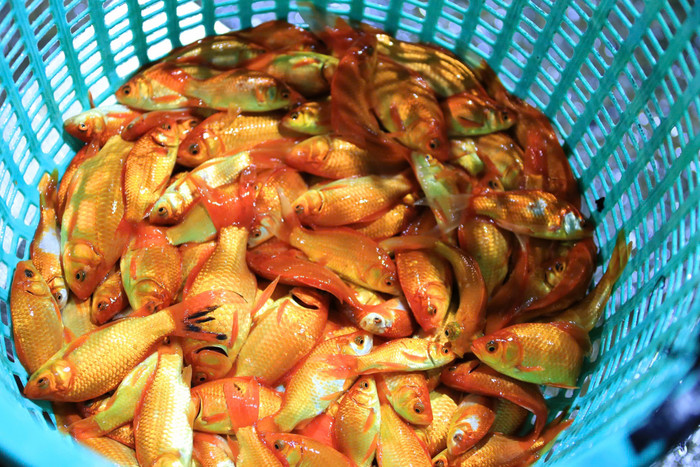 Năm nay, giá cá chép tăng gấp 2 -3 lần so với năm ngoái