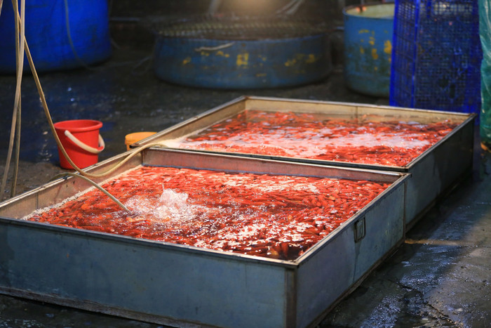 Cá chép là vật cúng chính trong ngày 23 tháng Chạp