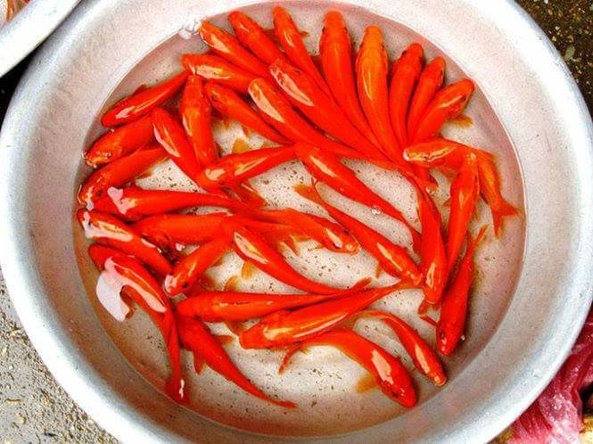 Cá chép đỏ để cúng ông Công, ông Táo tăng giá trong ngày 23 tháng Chạp Âm lịch. (Ảnh Sưu tầm)