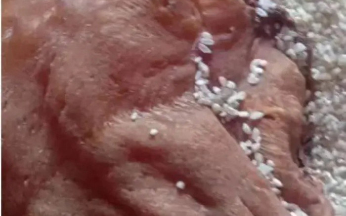 Dọn thùng gạo cũ trong nhà, người đàn ông sửng sốt phát hiện thứ bị chôn vùi bên dưới Ảnh 2