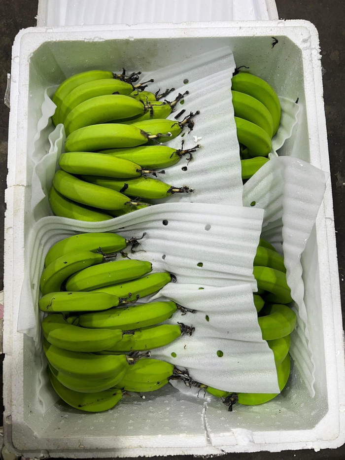 Chuối xanh năm nay tăng giá so với năm ngoái. (Ảnh NVCC)