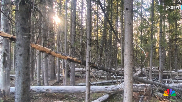 Mèo cưng mất tích trong chuyến đi cắm trại, điều kỳ lạ đã xảy ra với người chủ sau 2 tháng Ảnh 1