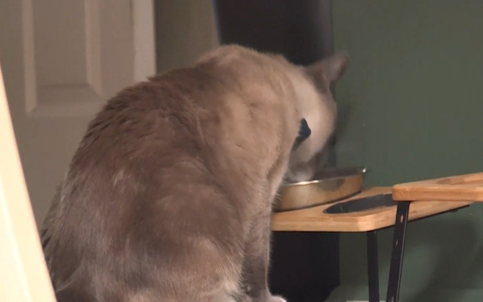 Mèo cưng mất tích trong chuyến đi cắm trại, điều kỳ lạ đã xảy ra với người chủ sau 2 tháng Ảnh 2