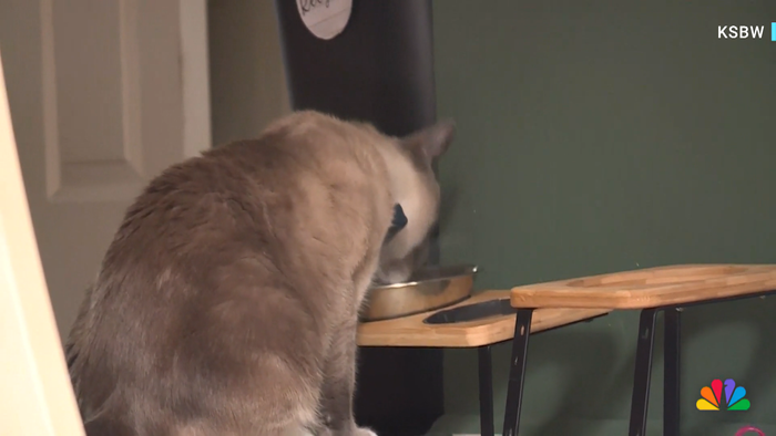 Mèo cưng mất tích trong chuyến đi cắm trại, điều kỳ lạ đã xảy ra với người chủ sau 2 tháng Ảnh 4