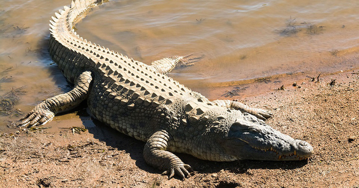 Phát hiện 'bàn tay' vùng vẫy dưới sông, dân làng chứng kiến nhưng không ai dám cứu Ảnh 2