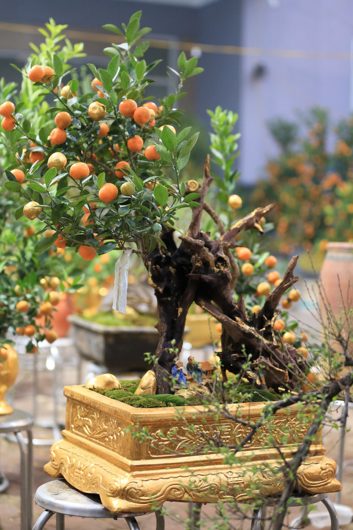 Để thực hiện 1 chậu quất dát vàng hoàn chỉnh, thường các nghệ nhân sẽ phải mất khoảng từ 3 đến 12 tiếng đồng hồ. 