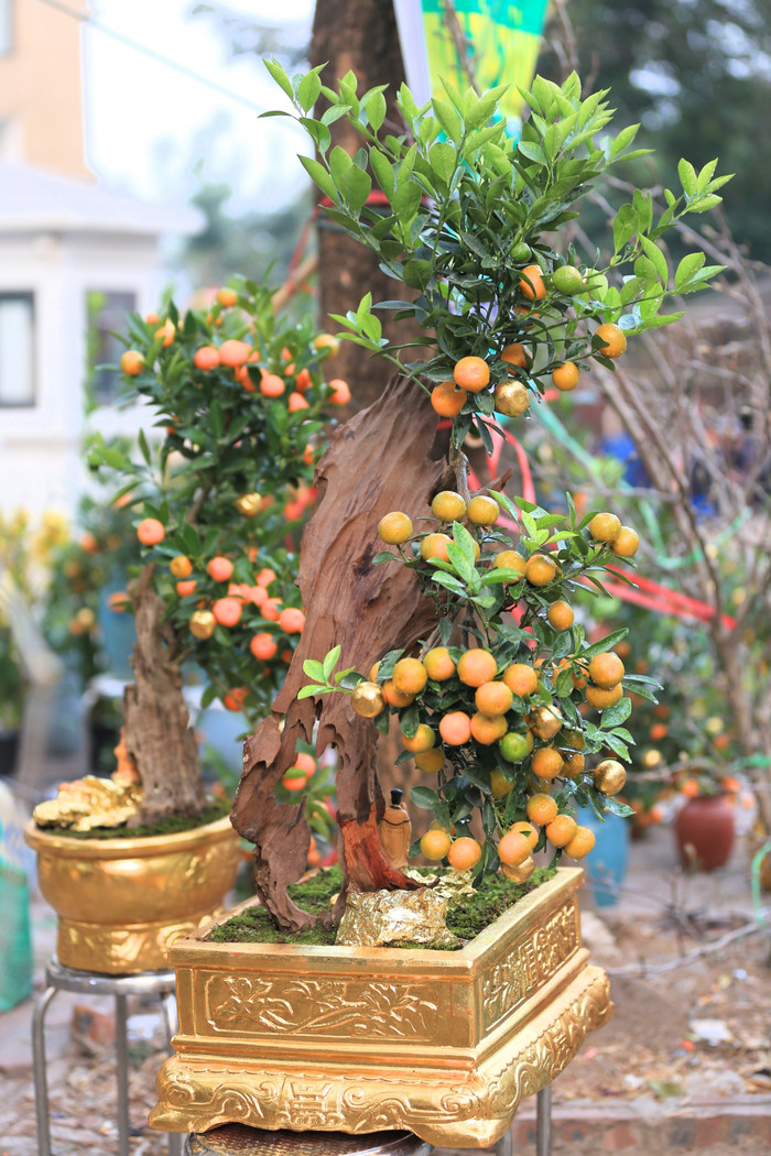 Theo anh Công, những chậu quất bonsai được các nghệ nhân dát từ những lá vàng công nghiệp 24k. Việc dát vàng đòi hỏi sự tỉ mỉ, cẩn thận, nhất là khi dát vàng vào những quả quất. Nếu không cẩn thận, có thể khiến quả bị rụng hoặc vàng sẽ bị dính vào lá cây.