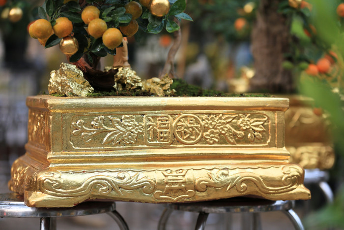 Những chậu quất được dát vàng trông rất bắt mắt và sang trọng.