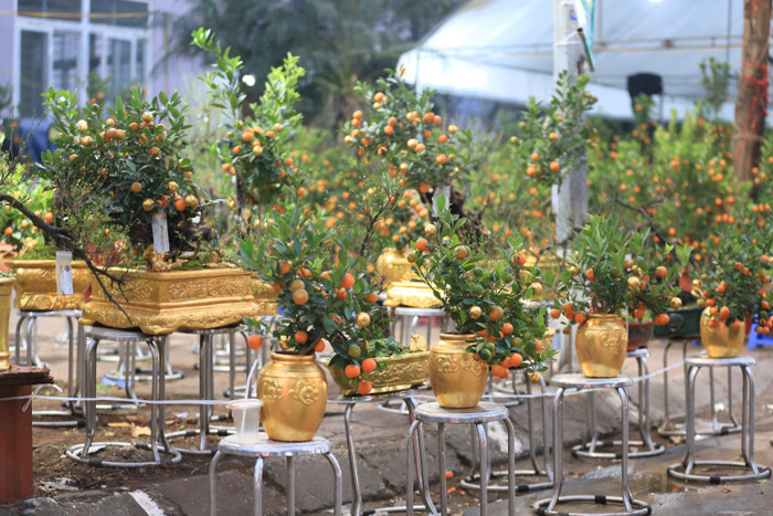 Càng cận Tết Nguyên đán 2025, tại nhiều tuyến đường ở Hà Nội, không khí mua sắm càng nhộn nhịp hơn bao giờ hết. Đáng chú ý, tại đường Tân Mai (Hoàng Mai, Hà Nội) xuất hiện những gian hàng bày bán chậu quất dát vàng khá lạ mắt, thu hút nhiều khách đến tham quan, mua sắm.