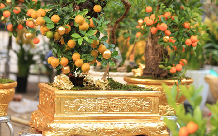 Độc đáo quất dát vàng ở Hà Nội, giá cao ngất vẫn hút khách mua Ảnh 2