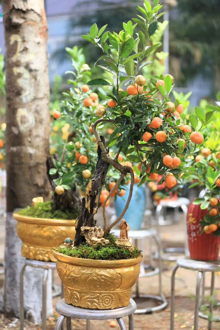 Mỗi chậu quất bonsai, các nghệ nhân sẽ sử dụng từ 100 đến 300 lá vàng công nghiệp 24k.