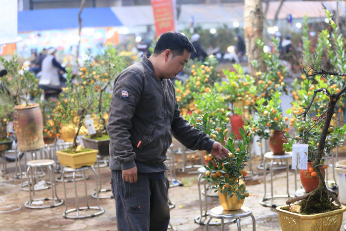 Nhiều khách hàng thích thú với gian hàng bày bán quất dát vàng.