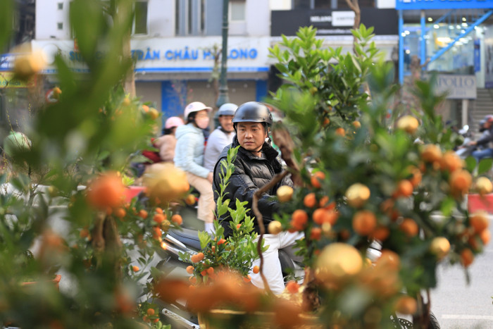 Nhiều người dân thích thú với những chậu quất dát vàng độc đáo này