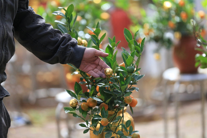 Ngoài dát vàng chậu, người bán còn dát vàng cả quả quất. Mỗi cây sẽ được dát vàng từ 3 đến 5 quả tượng trưng. 