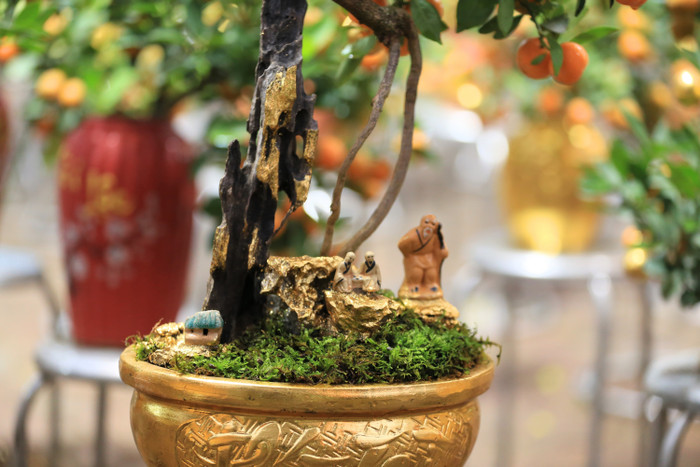 Giá chậu quất bonsai dát vàng giao động từ 500.000 đến gần 5 triệu đồng, tùy vào nhu cầu của khách hàng.