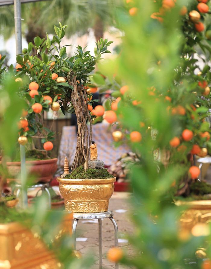 Anh Công (23 tuổi) - một người bán chậu quất dát vàng trên đường Tân Mai cho biết, sau khi tìm hiểu thị trường, anh nhận thấy tại Hà Nội chưa xuất hiện quất dát vàng nên đã quyết định ra mắt sản phẩm mới lạ này. 'Chúng tôi mong muốn mang đến sự mới mẻ và thêm sự lựa chọn cho khách hàng vào dịp Tết', anh Công nói.