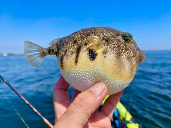 Ăn thịt cá nóc, nhiều người nhập viện vì ngộ độc Ảnh 1