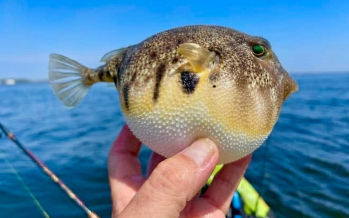 Ăn thịt cá nóc, nhiều người nhập viện vì ngộ độc Ảnh 2