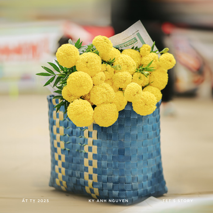 Những bông cúc vàng ươm, rực rỡ.