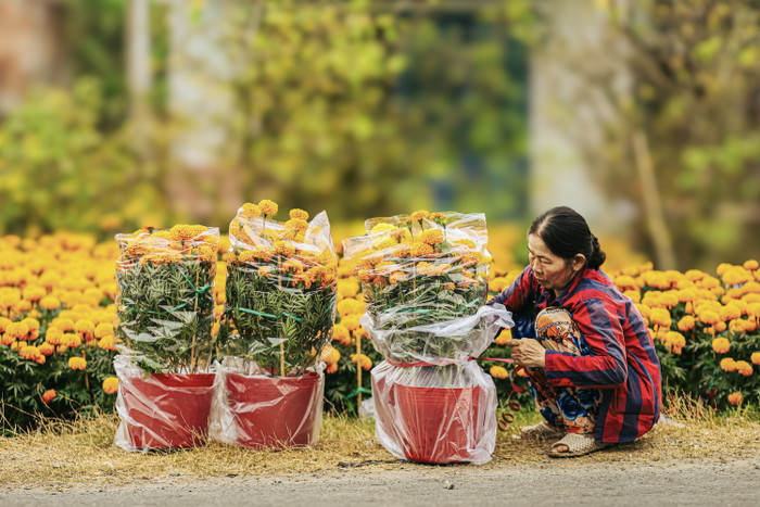 Những chậu cúc được bao bọc cẩn thận trước khi tới tay khách hàng.